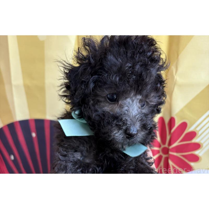 販売中の三重県のタイニープードル-436401の4枚目