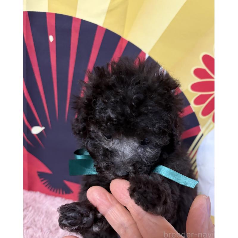 販売中の三重県のタイニープードル-436401の3枚目