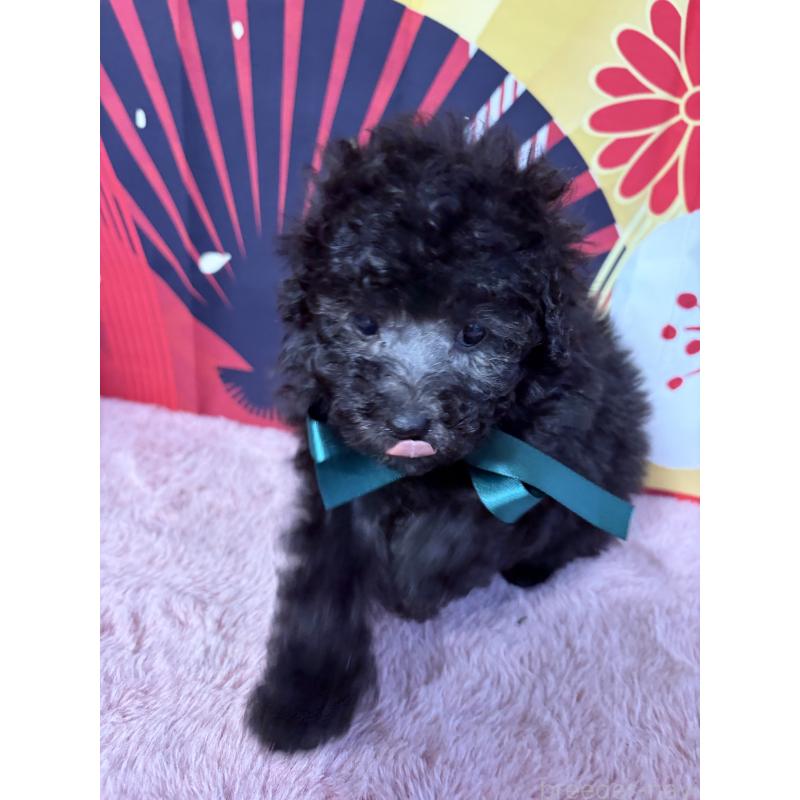 販売中の三重県のタイニープードル-436401の2枚目