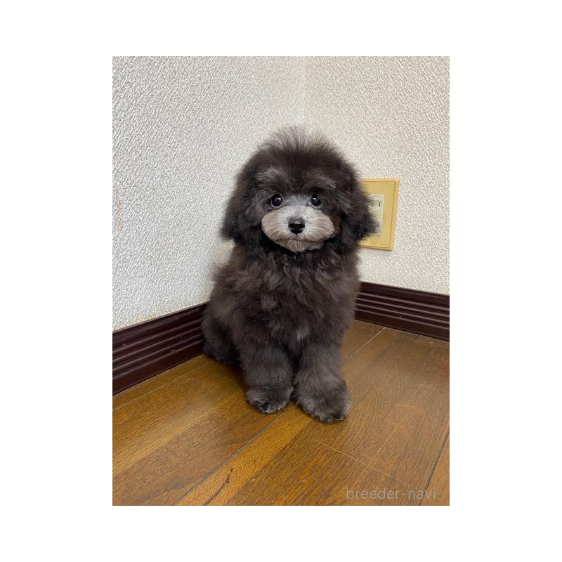 販売中の大阪府のタイニープードル-420294