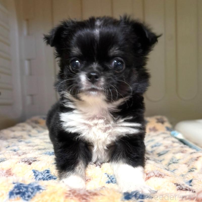 販売中の徳島県のチワワ(ロングコート)-436402の7枚目