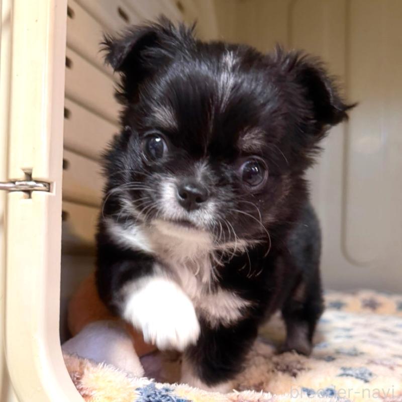 販売中の徳島県のチワワ(ロングコート)-436402の6枚目