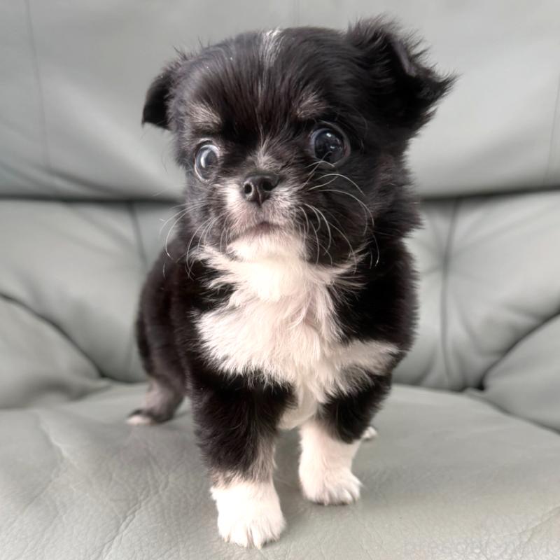 販売中の徳島県のチワワ(ロングコート)-436402の5枚目