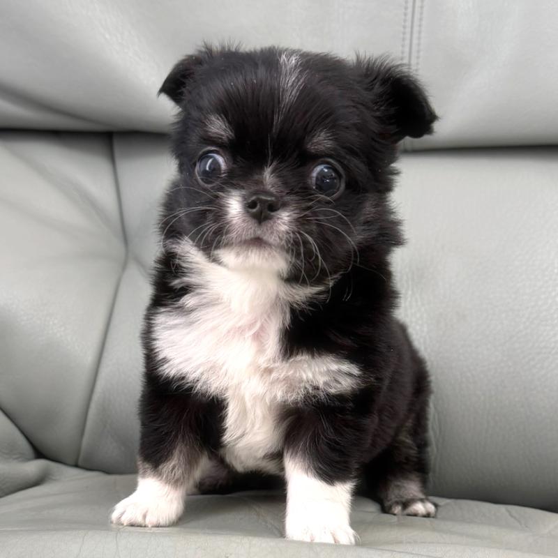 販売中の徳島県のチワワ(ロングコート)-436402の4枚目