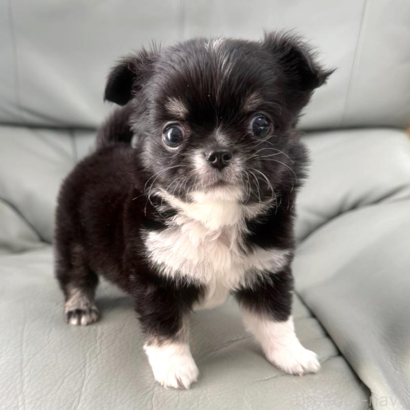 販売中の徳島県のチワワ(ロングコート)-436402