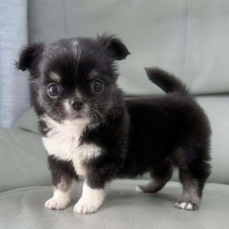 販売中の徳島県のチワワ(ロングコート)-436402の3枚目