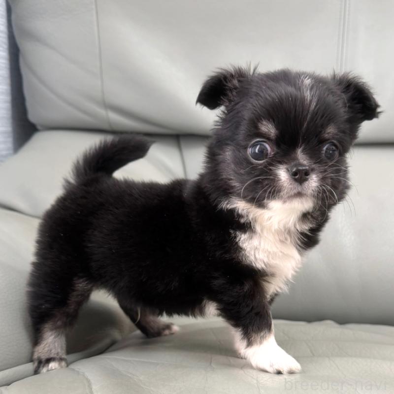 販売中の徳島県のチワワ(ロングコート)-436402の2枚目