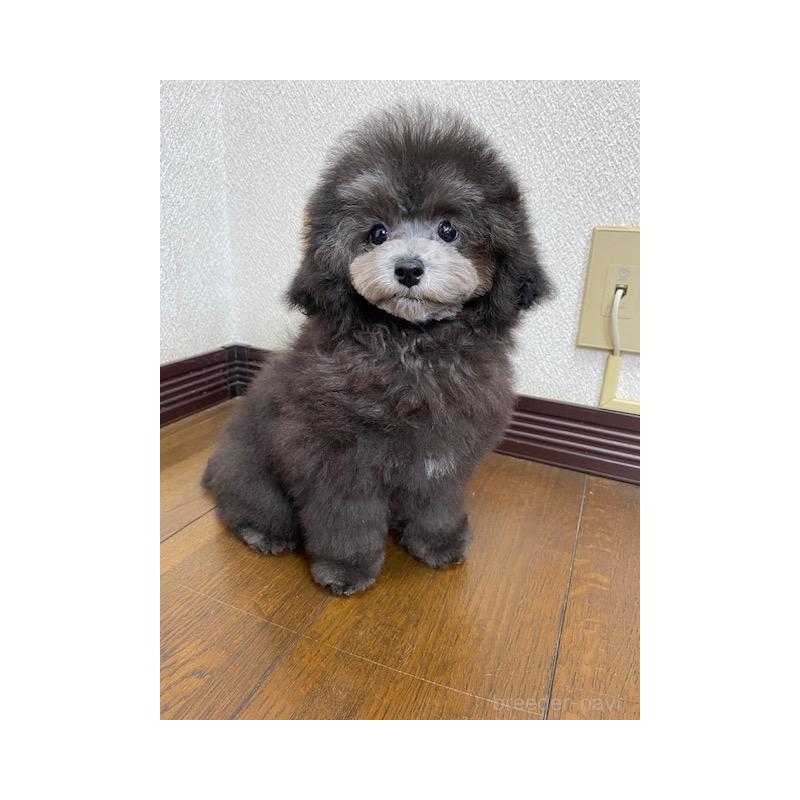 販売中の大阪府のタイニープードル-420294の3枚目