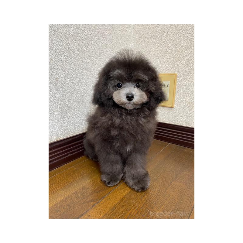 販売中の大阪府のタイニープードル-420294の2枚目