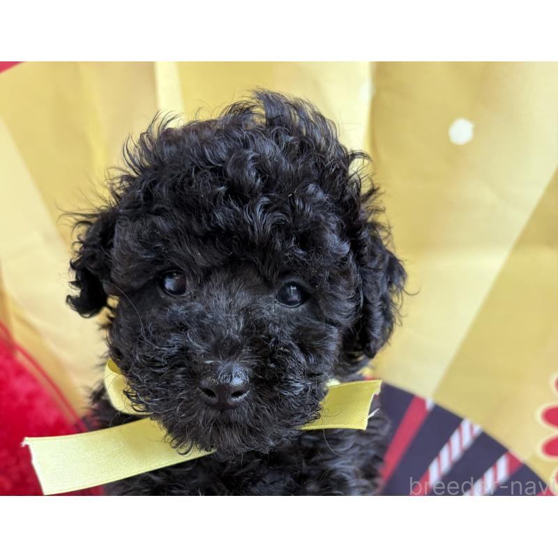 販売中の三重県のタイニープードル-436403の4枚目