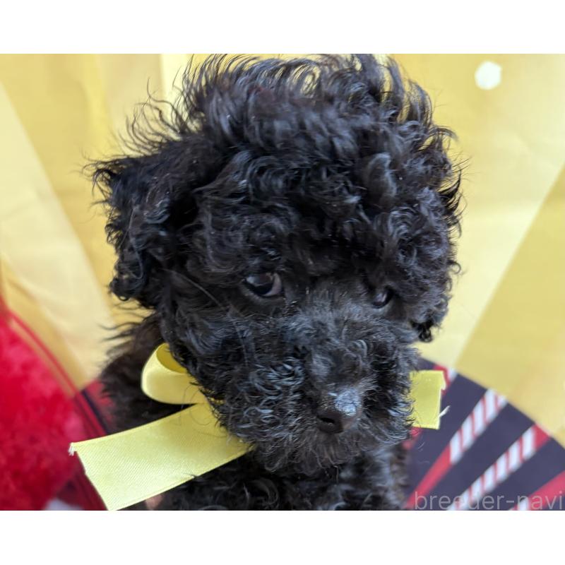 販売中の三重県のタイニープードル-436403の3枚目