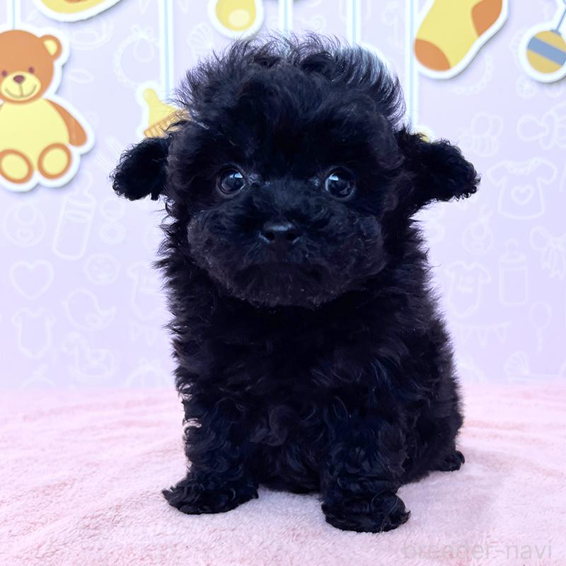 成約済の東京都のトイプードル-431255の3枚目