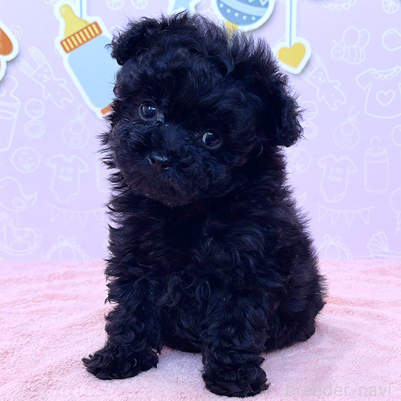 成約済の東京都のトイプードル-431255の2枚目