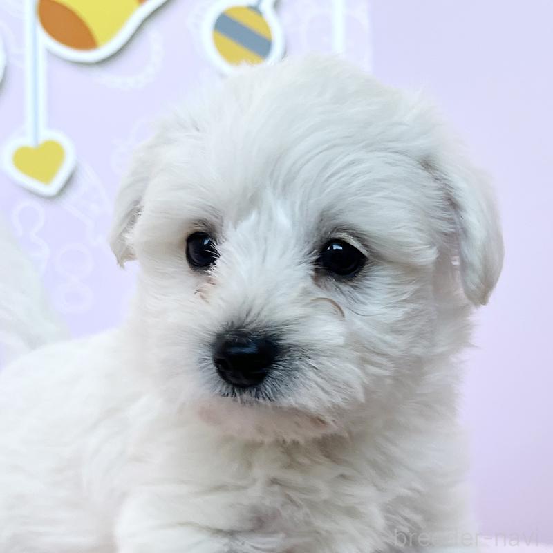 成約済の東京都のミックス犬-431470の2枚目