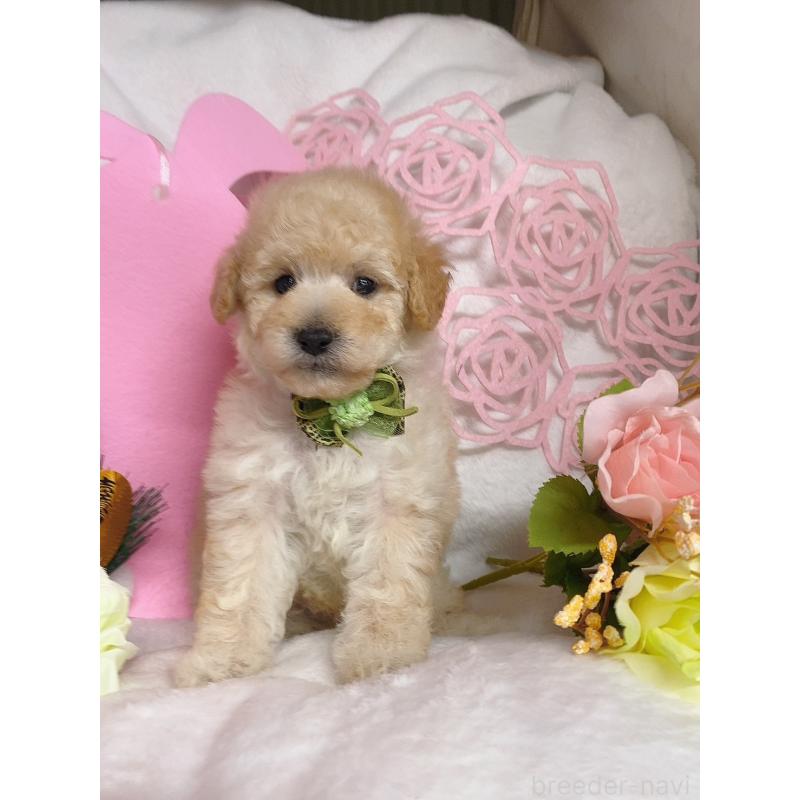 販売中の千葉県のトイプードル-430002の2枚目