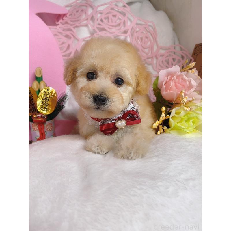 販売中の千葉県のトイプードル-430004の2枚目