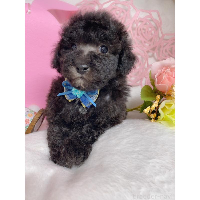 販売中の千葉県のトイプードル-430003の3枚目