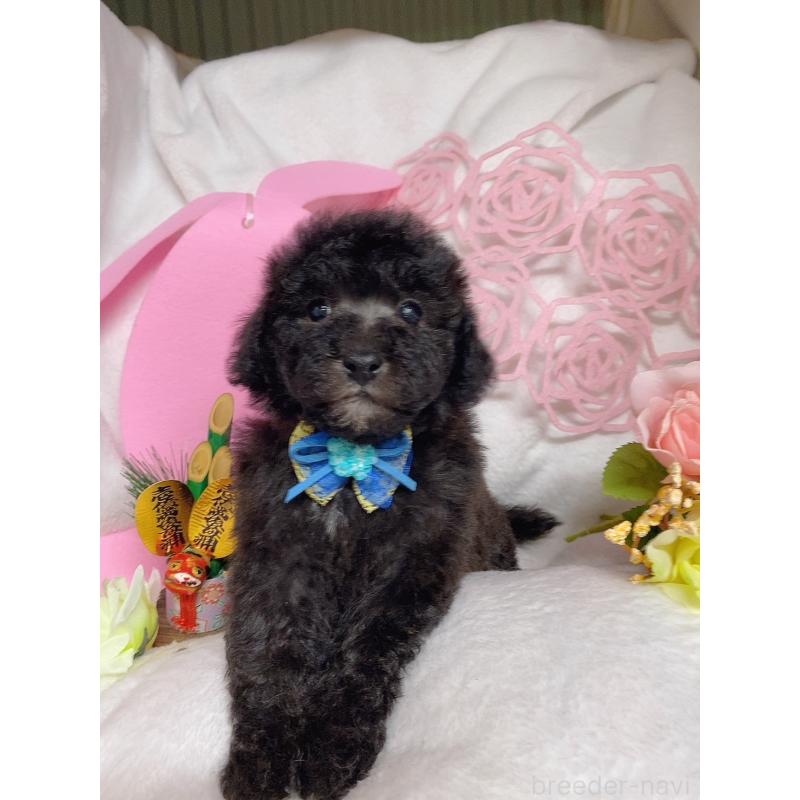 販売中の千葉県のトイプードル-430003の2枚目