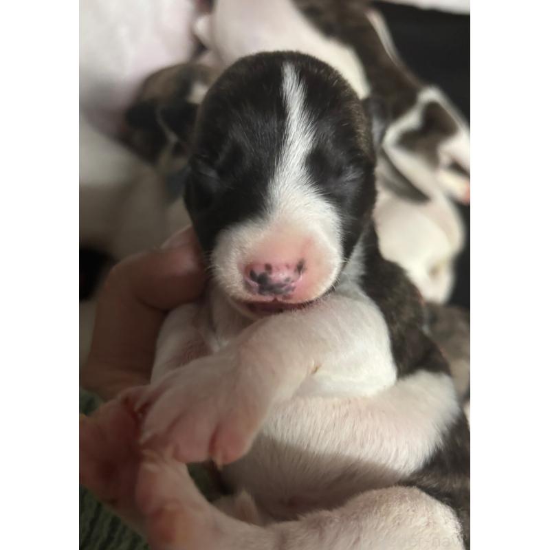 販売中の群馬県のウィペット-436409の5枚目