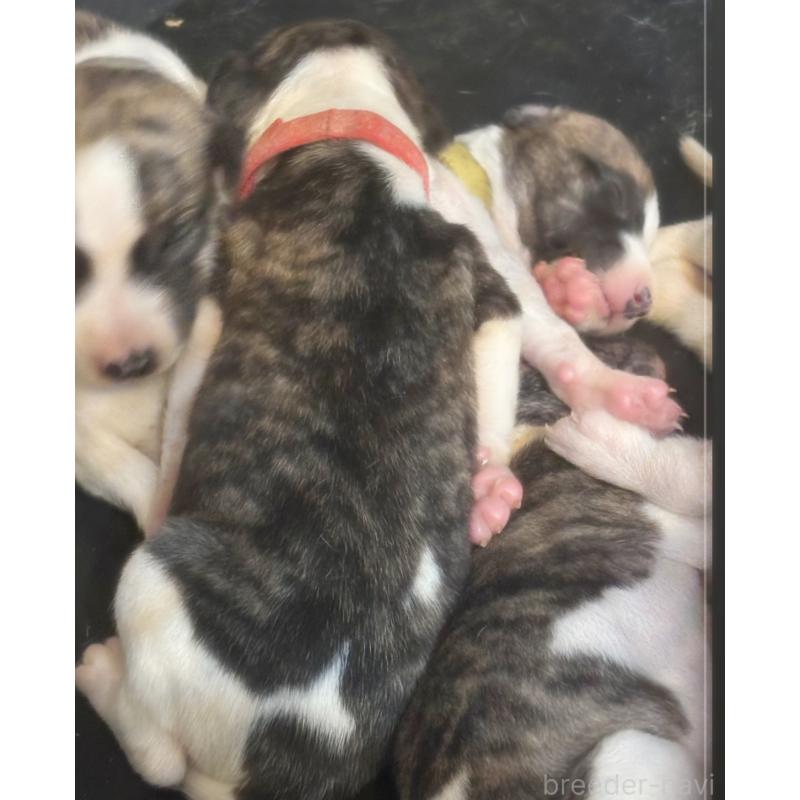 販売中の群馬県のウィペット-436409の4枚目