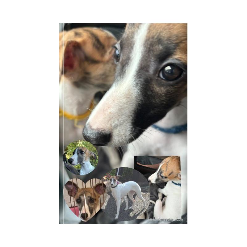 セイナちゃん1枚目