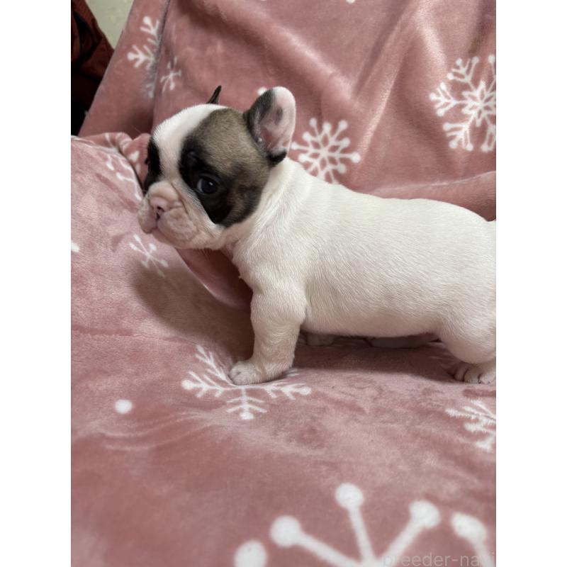 販売中の大阪府のフレンチブルドッグ-436408の5枚目