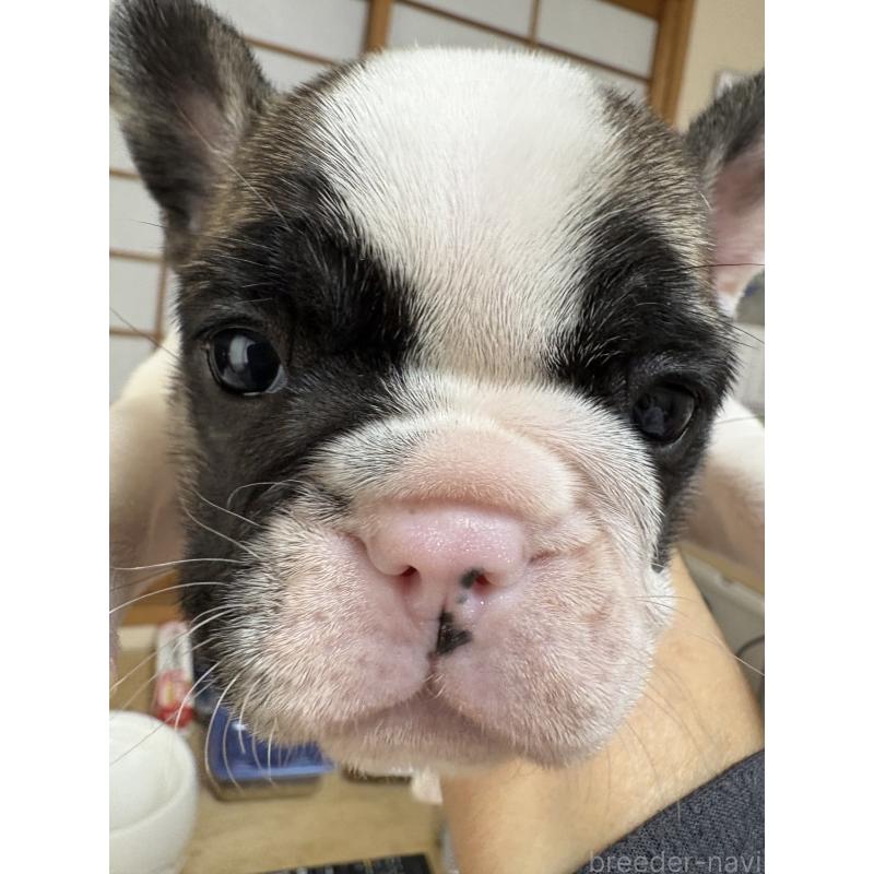 販売中の大阪府のフレンチブルドッグ-436408の3枚目