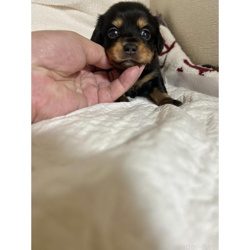 販売中の埼玉県のチワックス:チワワ×ミニチュアダックスフンド-436406の1枚目