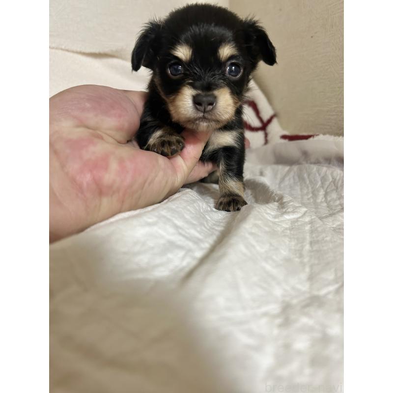 販売中の埼玉県のチワックス:チワワ×ミニチュアダックスフンド-436407