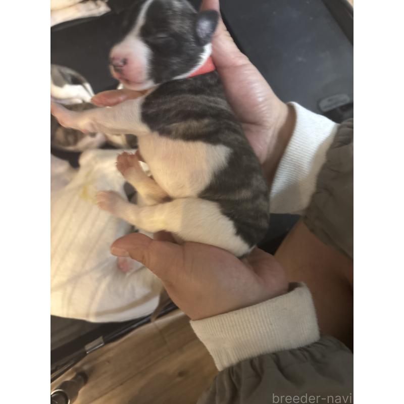 販売中の群馬県のウィペット-436409の3枚目