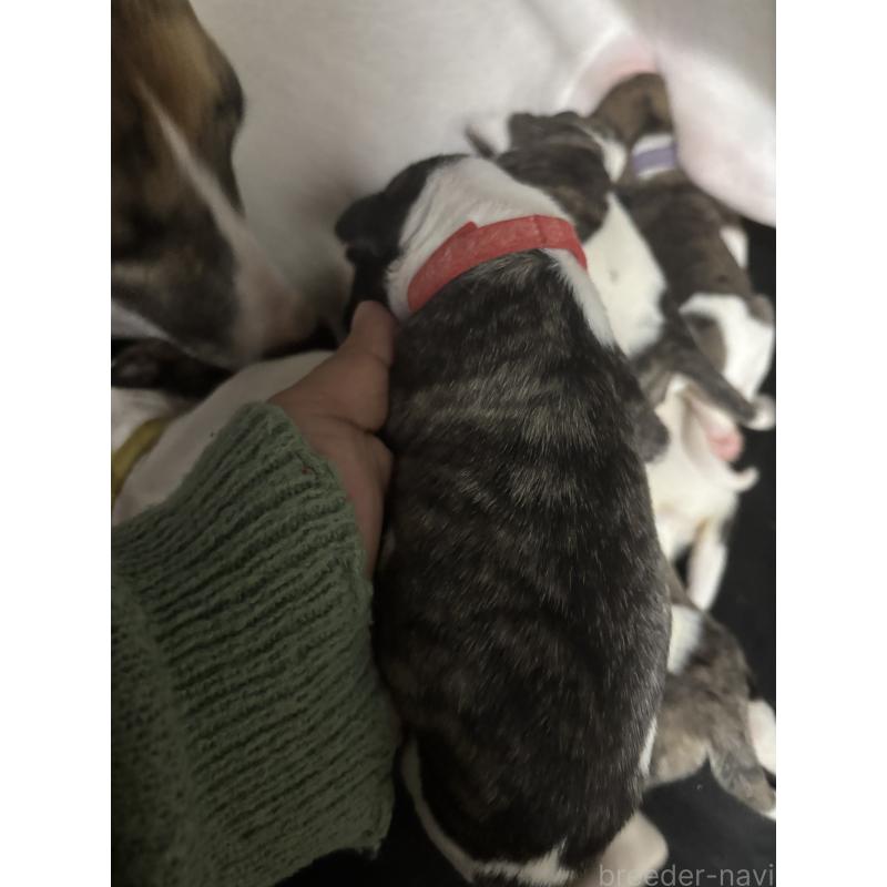 販売中の群馬県のウィペット-436409の2枚目