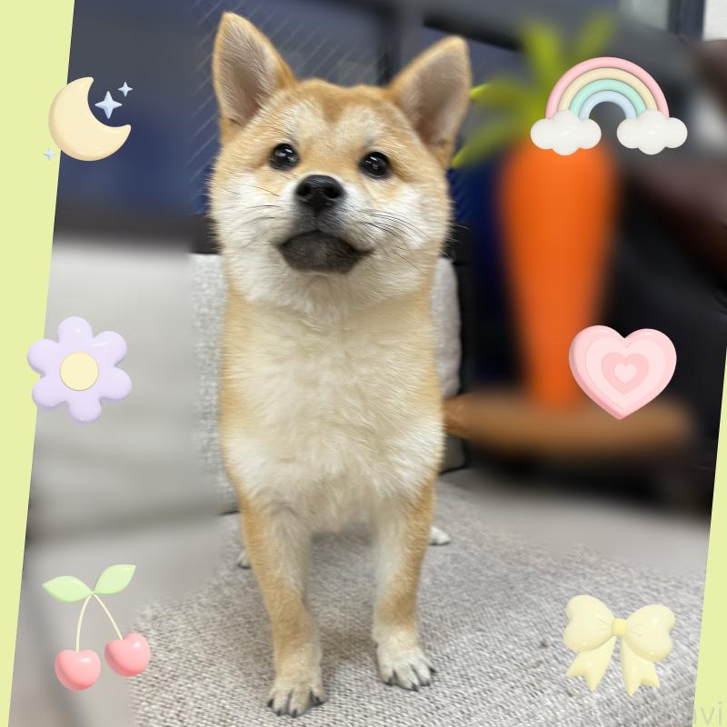 販売中の東京都の豆柴-418641