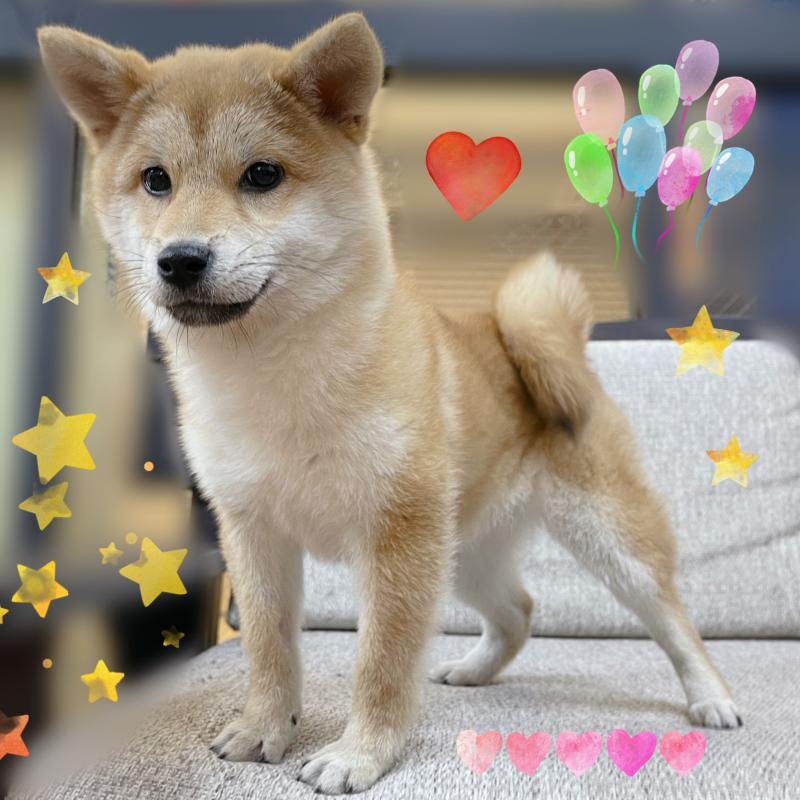 販売中の東京都の豆柴-418641の4枚目