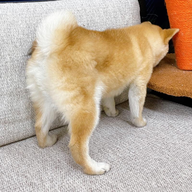 販売中の東京都の豆柴-418641の3枚目