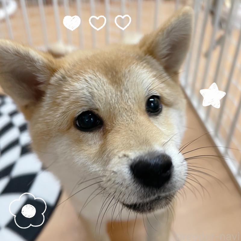 販売中の東京都の豆柴-418641の2枚目