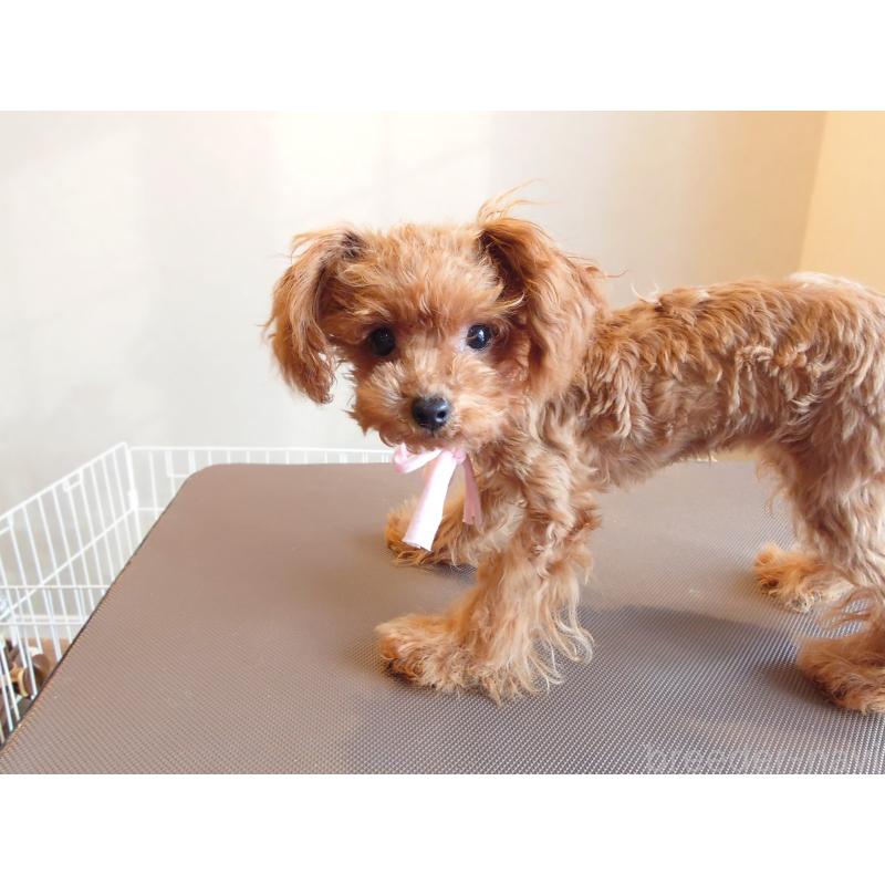 販売中の北海道のポメプー:ポメラニアン×トイプードル-413381の6枚目