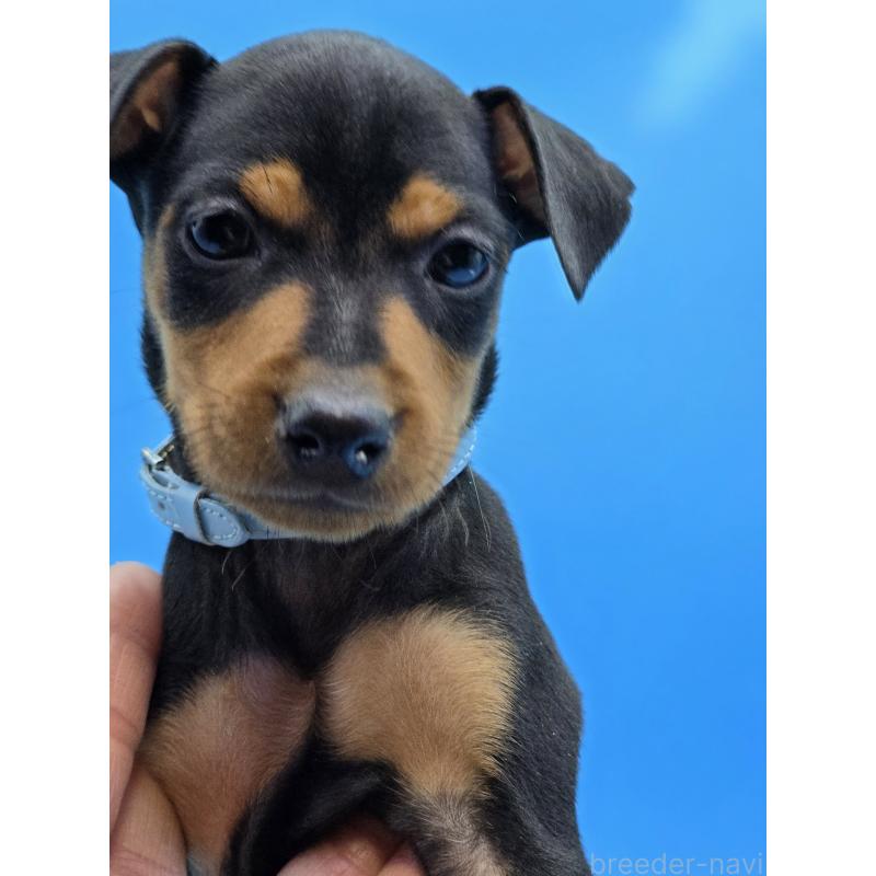 販売中の静岡県のミニチュアピンシャー(ミニピン)-436451の6枚目