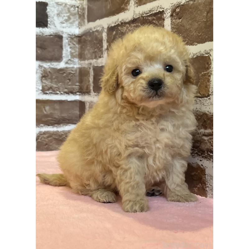 販売中の鹿児島県のトイプードル-436411の1枚目