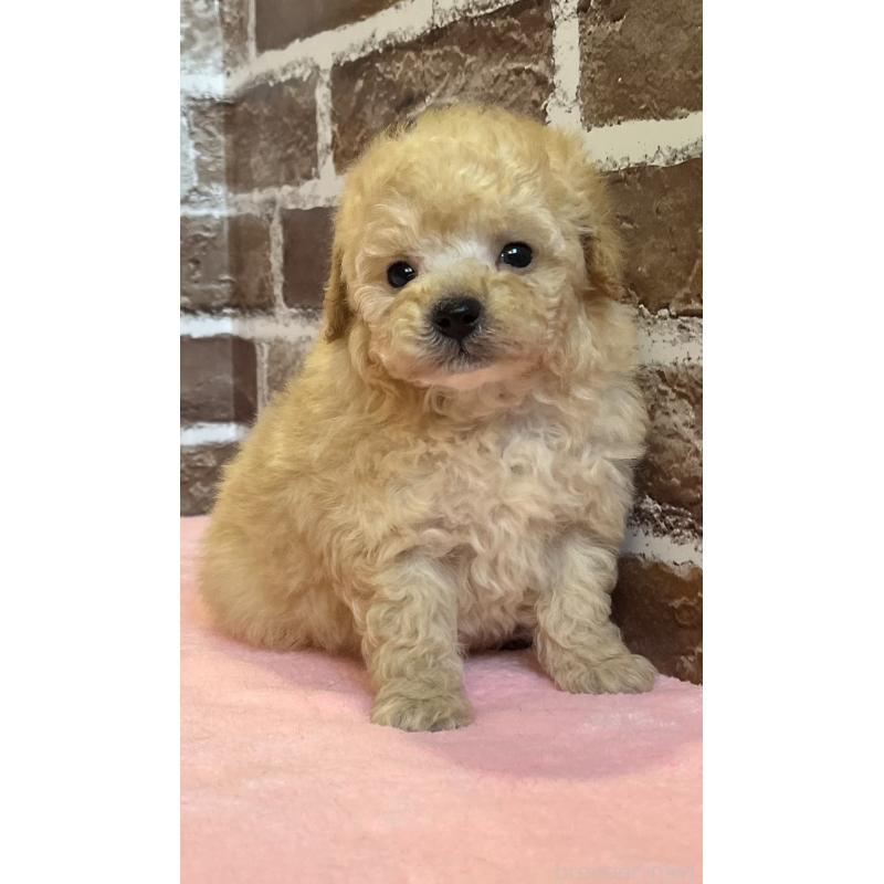 販売中の鹿児島県のトイプードル-436411の14枚目