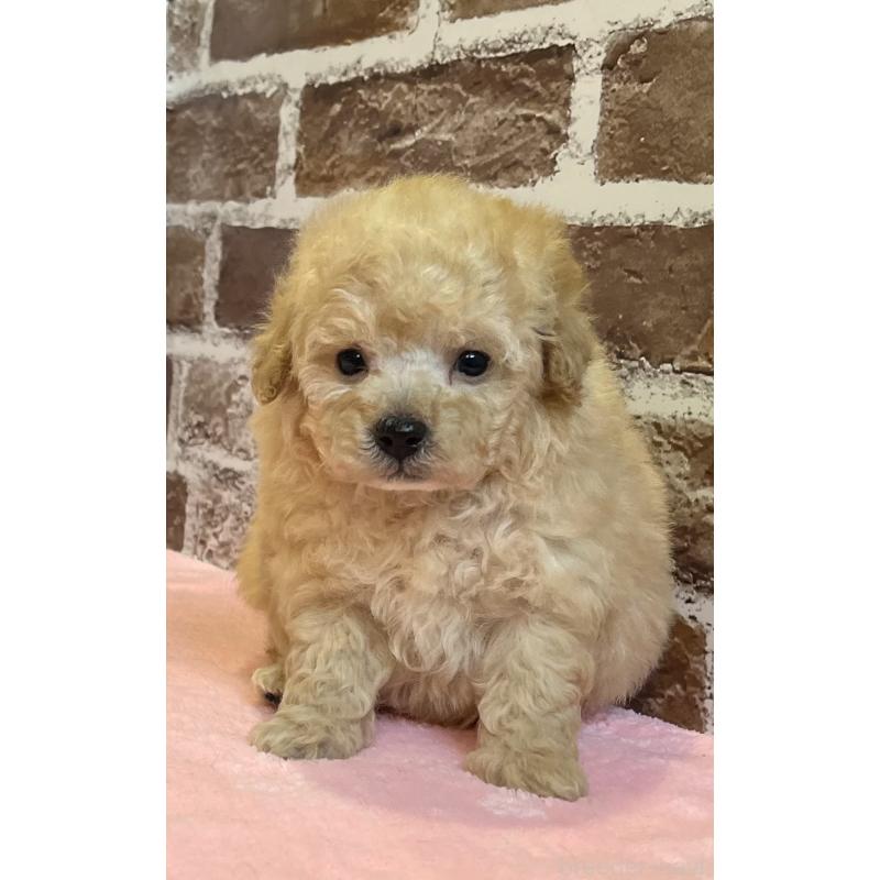 販売中の鹿児島県のトイプードル-436411の13枚目