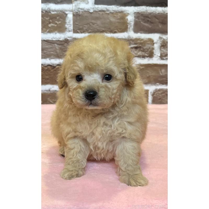 販売中の鹿児島県のトイプードル-436411の12枚目