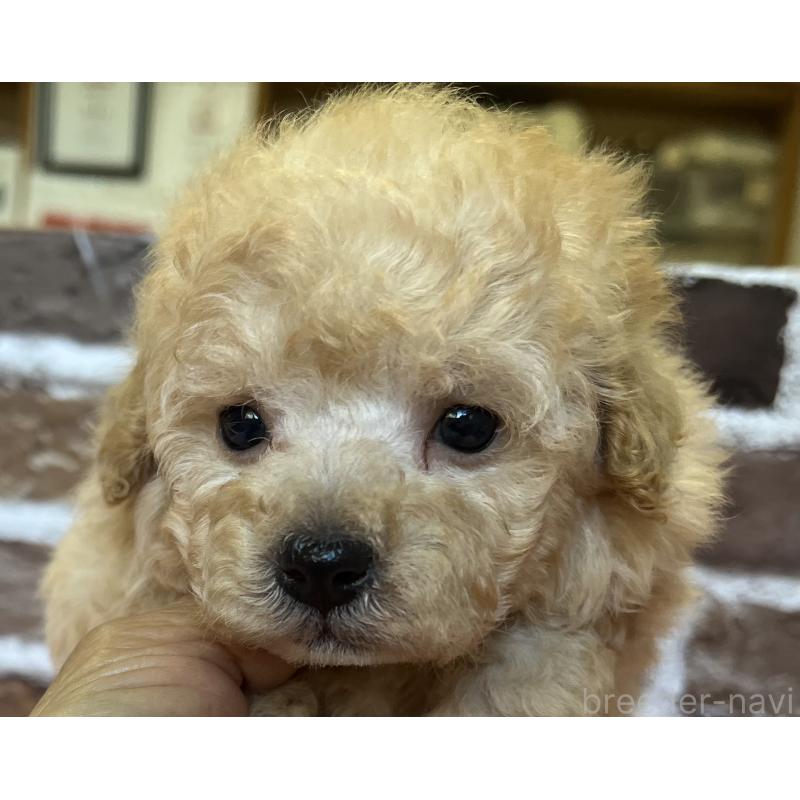 販売中の鹿児島県のトイプードル-436411の11枚目