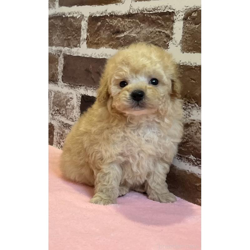 販売中の鹿児島県のトイプードル-436411の10枚目