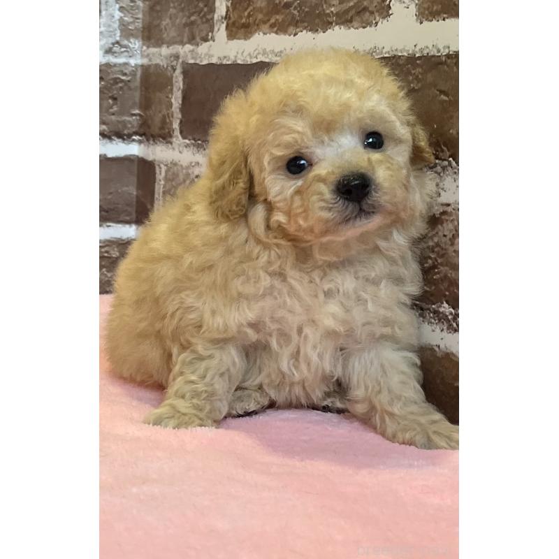 販売中の鹿児島県のトイプードル-436411の9枚目