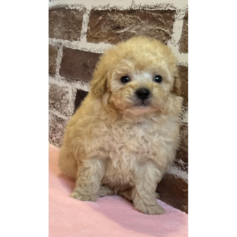 販売中の鹿児島県のトイプードル-436411の7枚目