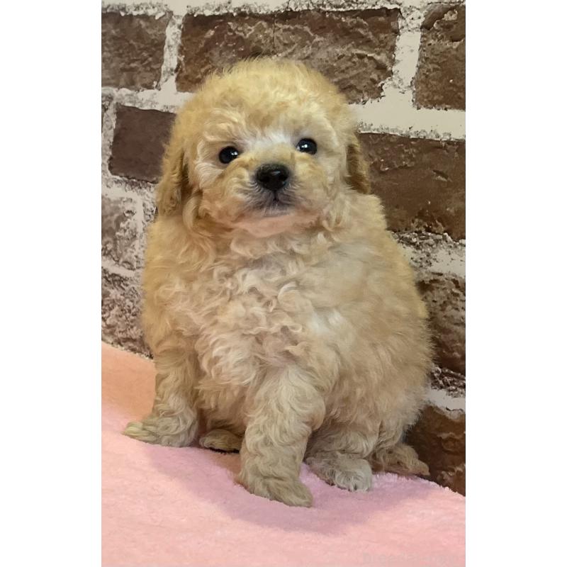 販売中の鹿児島県のトイプードル-436411の6枚目