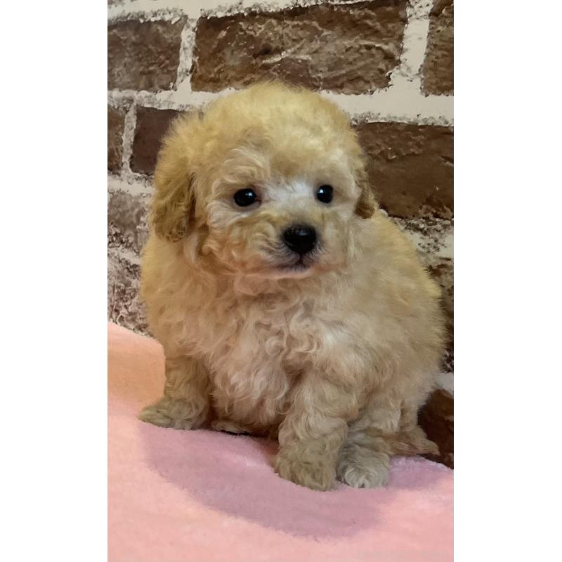 販売中の鹿児島県のトイプードル-436411の5枚目