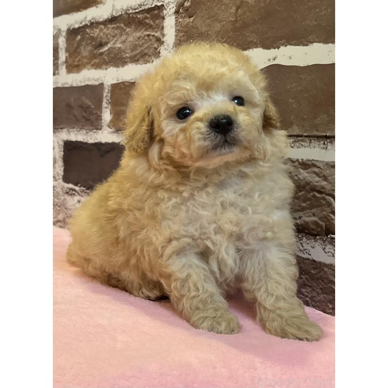 販売中の鹿児島県のトイプードル-436411の3枚目