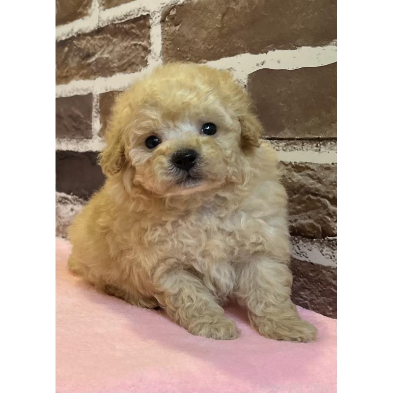 販売中の鹿児島県のトイプードル-436411の2枚目