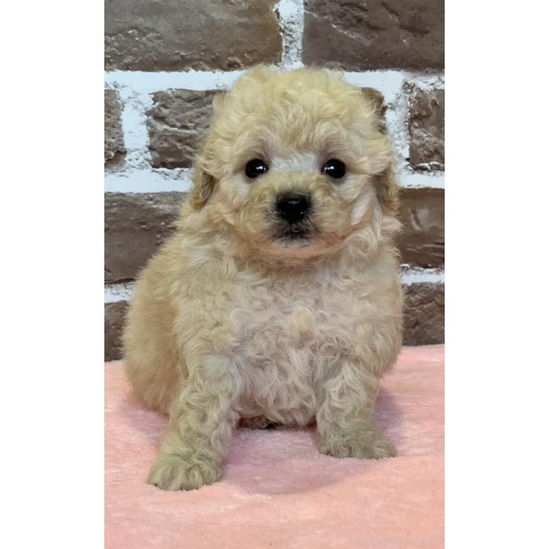 販売中の鹿児島県のトイプードル-436412の10枚目